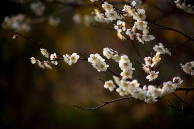 花 樱桃 树 梅花 春天的花朵 韩国 春天 四月 时髦的