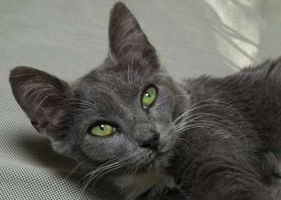 猫 猫科动物 动物 吉祥物 可爱 肖像 哺乳动物 老虎 小猫咪
