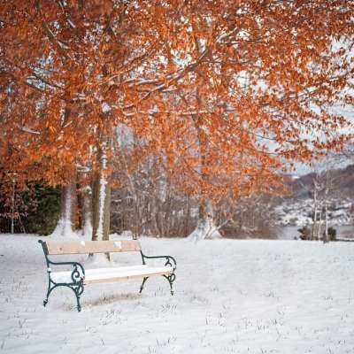 雪 冬天 季节 树 寒冷的 板凳 银行 公园 冬季景观 湖