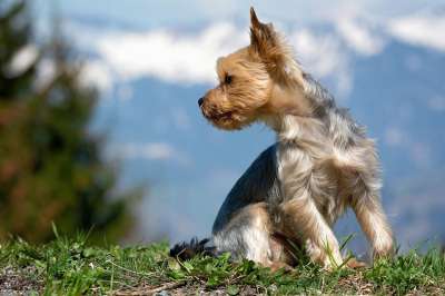 狗 小的 户外 Yorki 约克夏犬 梗犬 可爱的 小狗 自然