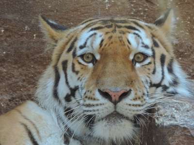 老虎 大猫 野猫 肖像 动物园 捕食者 动物肖像 动物接待