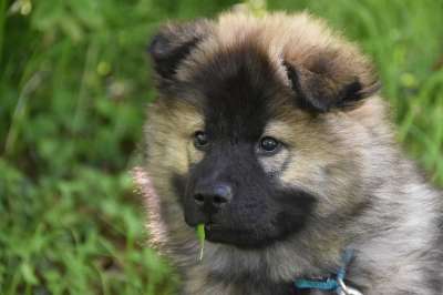 狗 小狗 年轻的狗 狗Eurasier 婊子Plinn-蓝色