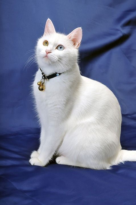 猫 Van猫 白色的猫 凡猫 独眼龙猫 宠物猫 一只眼睛