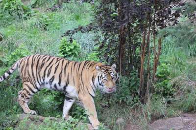 老虎 荒野 动物 野生动物 猫 猫科动物 苹果浏览器 食肉动物
