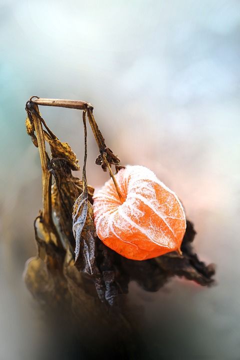 花 植物 枯萎的 霜 雪 叶子 自然 硬雾 花园 篮子 秋天