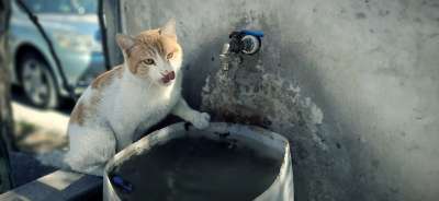 动物 猫 迷路 猫科动物 哺乳动物 渴