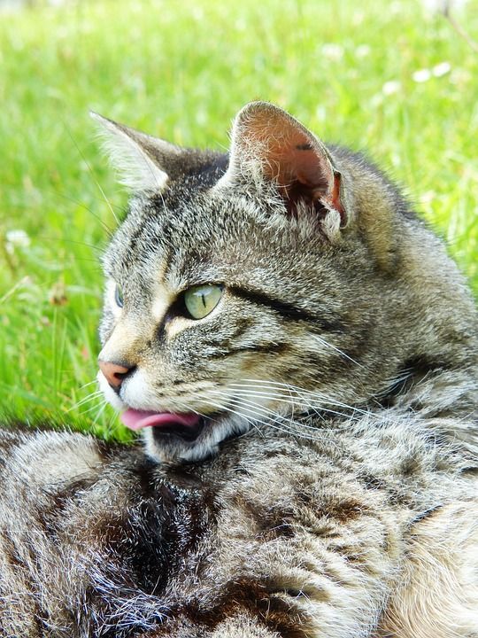猫 动物 有条纹的 家畜 哺乳动物 草 老虎 舌头