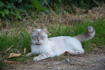 猫 休息 家畜 猫科动物 躺着的猫 晒太阳 柔软的 冷静