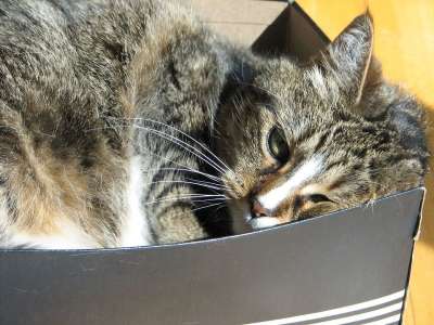 猫 猫科动物 虎斑猫 盒子 睡眠 阳光
