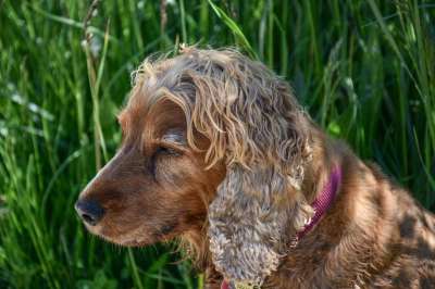狗 可卡犬 西班牙猎犬 宠物 哺乳动物 动物 棕色的狗 国内的