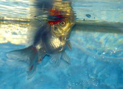 流金 金鱼 鱼 白色的 水族馆 水 国内的 宠物 碗 鱼缸