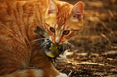 猫 小猫 鸟 猎物 红虎斑 红猫 虎猫 家猫 年轻的猫