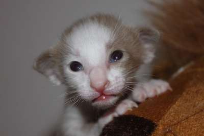 猫 小猫 猫宝宝 东方短毛猫 毛皮 可爱的 动物 食肉动物