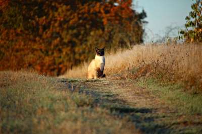 猫 小猫 小路 泥路 草 落下 暹罗 暹 品种猫
