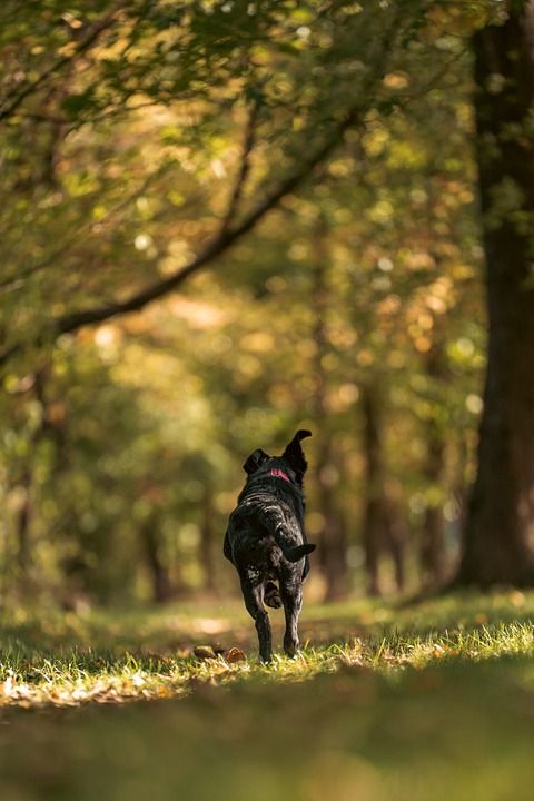 黑色拉布拉多 拉布拉多犬 狗 小狗 动物 犬类 落下 秋天 户外