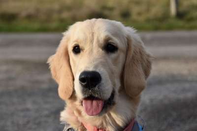 金毛猎犬 狗 宠物 犬类 动物 毛皮 枪口 哺乳动物 狗肖像