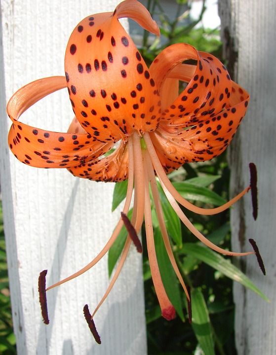 老虎 百合 花 橙色的 花园 植物 花的 蕊 开花 盛开