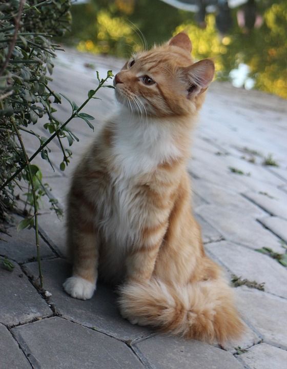 猫 虎斑猫 宠物 动物 橙色虎斑 姜黄色的猫 国内的 猫科动物