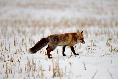 狐狸 捕食者 哺乳动物 毛皮 野生 动物世界 冬天 雪 字段