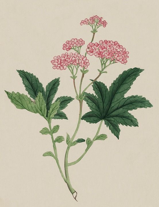 优质的 水彩 绘画 打印 绘 艺术 日本人 植物 自然 植物学