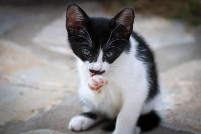 猫 小的 干净的 可爱的 年轻 小猫 猫宝宝 家畜 看法 婴儿