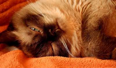 英国短毛猫 猫 纯种 英国 短发 野生动物 家猫 毛皮 动物