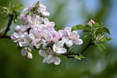 苹果树 苹果花 果树 苹果树花 蜜蜂 春天 盛开 开花 梅花