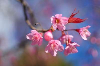 樱花 老虎的花朵 花 自然 粉色的