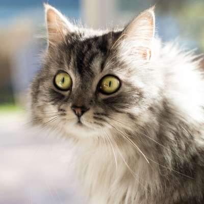 猫 可爱 动物 小猫 毛皮
