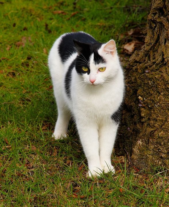 猫 可爱的 动物 哺乳动物 肖像 害羞的 女性 花园 春天