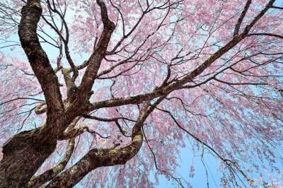 鲜花 自然 植物 户外的 木材 春天 粉色 景观 日本 樱桃树
