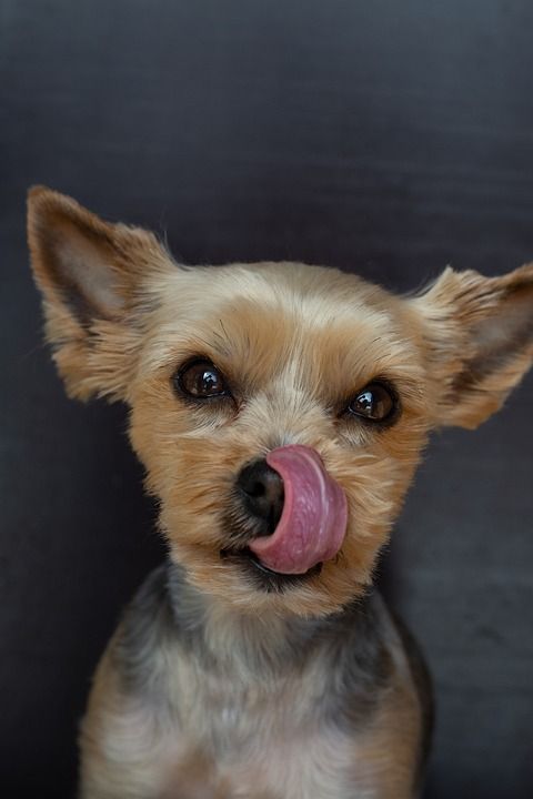狗 小的 Yorki 家畜 可爱的 动物 动物肖像 纯种狗 梗犬