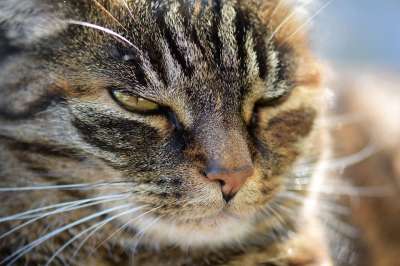 猫 鲭鱼 家畜 动物 家猫 毛皮 看法 关闭 可爱的 猫眼