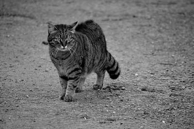 猫 猫科动物 动物 动物区系 黑色和白色 猫看 家畜 猫眼 老虎