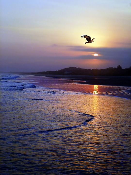 西 日落 逆光 景观 自然 天空 鸟 飞 海滩 海 海洋