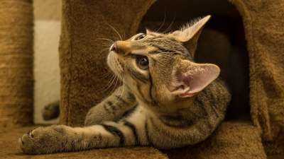 宿醉 小的 鲭鱼 小猫 家猫 家畜 可爱的 猫 猫宝宝 猫脸