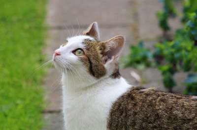 猫 眼睛 毛皮 脸 宠物 胡须 毛 动物医院 耳朵 青年