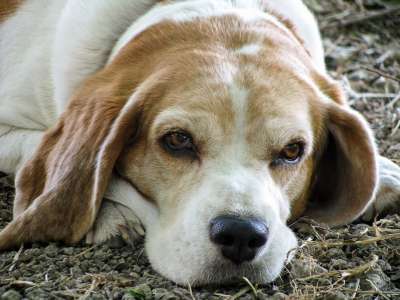 狗 比格犬 朋友 老年 老的 眼睛 鼻子 宠物 猎犬 相信