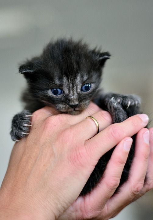 猫 幼兽 小猫 家猫 家畜 可爱的 野生动物 猫眼 哺乳动物