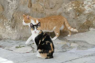 猫咪 猫 宠物 哺乳动物 动物区系 二人组 二 红色 斑