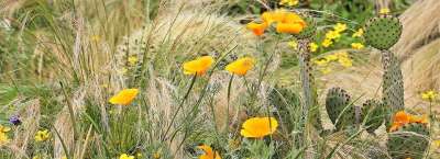 Eschscholzia 夜蛾 黄金罂粟 困了 罂粟植物 开花 植物群