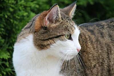 家猫 猫 宿醉 家畜 动物 猫眼 看法 猫肖像 自然 毛鼻子