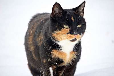 猫 雪 冬天 小猫 家猫 三色 幸运猫