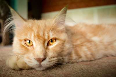 猫 说谎 猞猁 家畜 手表 放松 睡觉 动物 宿醉 中午休息