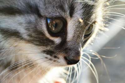 猫 小猫 动物 人 眼睛 宠物 鼻子 灰色毛皮