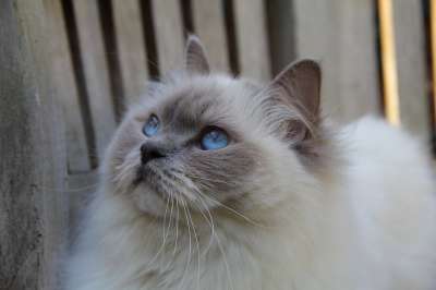 猫 哺乳动物 布娃娃