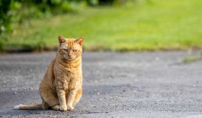 猫 路 动物 可爱的 宠物 国内的 毛皮 猫科动物 毛茸茸的