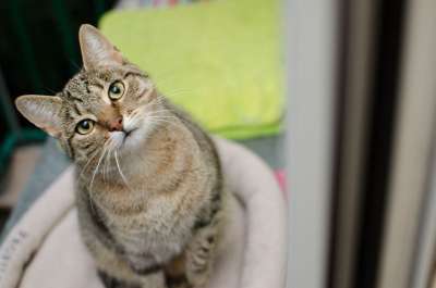 猫 大花猫 斑纹 眼睛 猫的眼睛 动物 家猫 最喜欢的