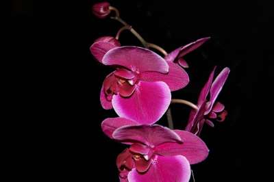 兰花 花 工厂
