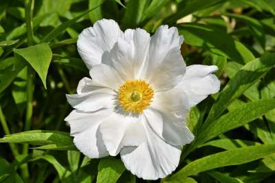 海葵 玫瑰 开花 春天的花朵 盛开 春天 大器晚成 白色的 花